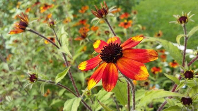 Rudbeckia triloba ‘?Prairie Glow’. Sur le site de l’Ecole Du Breuil, dans le bois de Vincennes - à Paris (75).